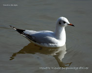 Mouette rieuse_5965.jpg